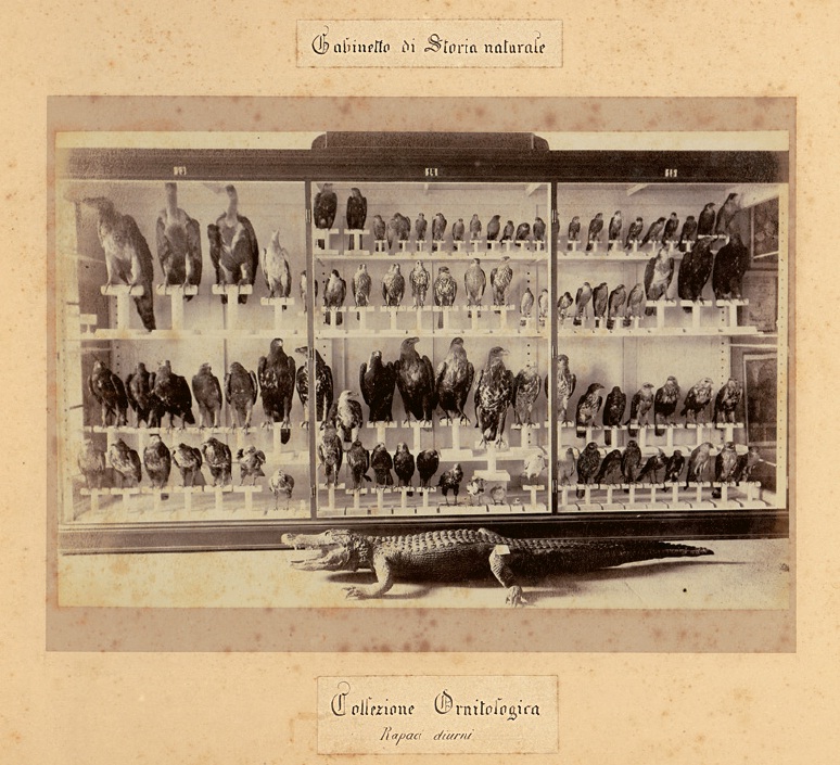 Collezione ornitologica del MFSN