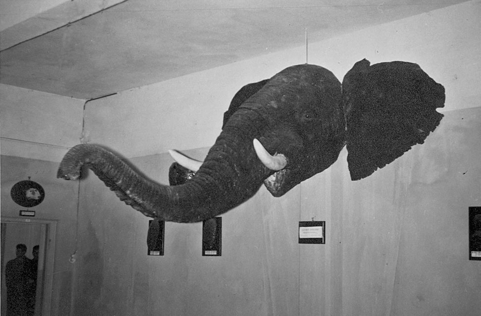 elefante in museo udine dic 1957