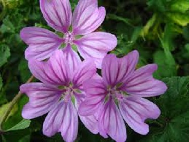 malva mini