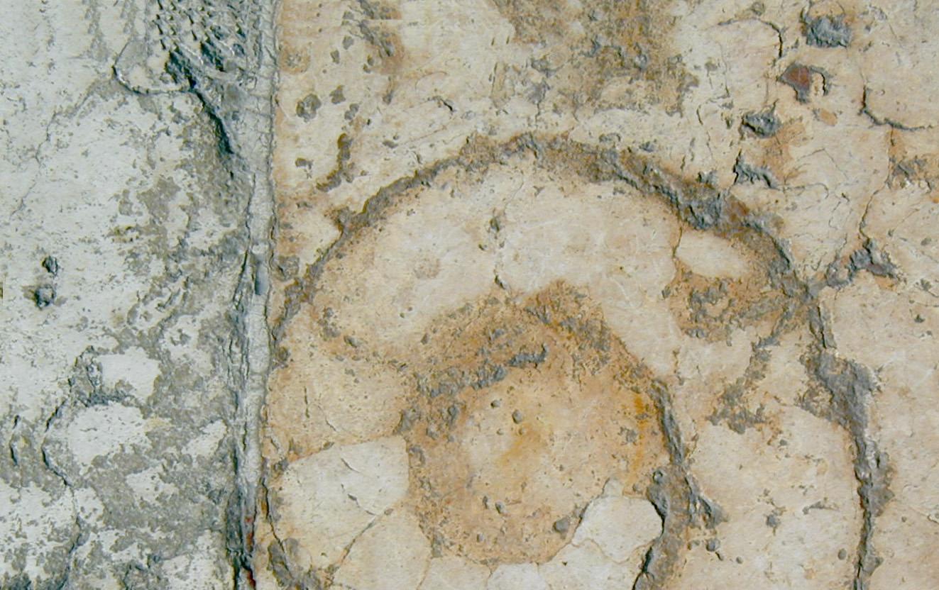 Immagine di un fossile