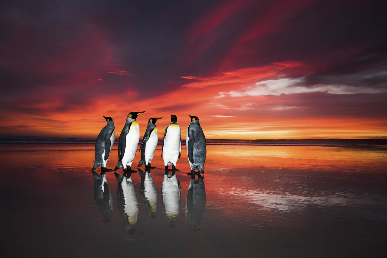 Pinguini in una foto dell'Oasis Photocontest